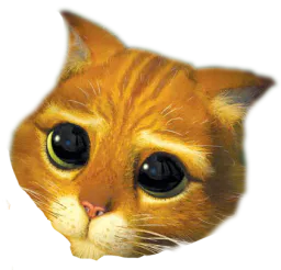 :chat_potte: