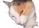 :Suspicat:
