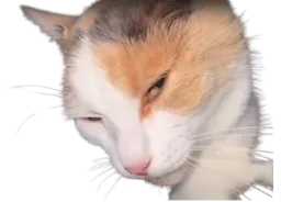 :Suspicat: