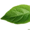 UneFeuille