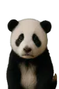 :panda_purer: