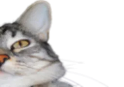 :CS2: