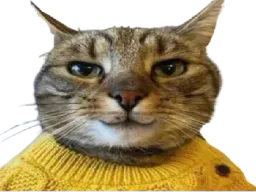 :chat_sournois: