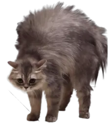 :Peur_chat2: