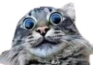 :FEARCAT2:
