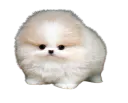 :chien_petit_mignon:
