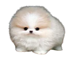 :chien_petit_mignon: