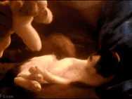 :gif_chaton: