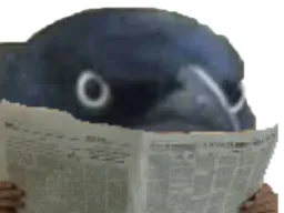 :Corbeau_1: