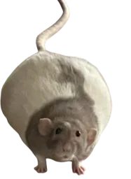 :Rat_obese: