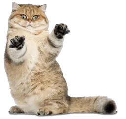 :bigg_cat: