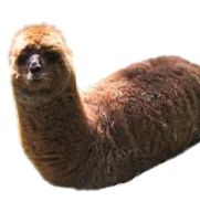 :Lamastico: