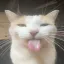 Photo de profil de meowsillymeow