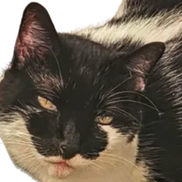 :Chat_resumax2livres: