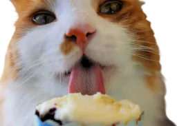:Chat_glace: