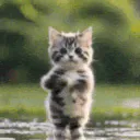 :chatdanse: