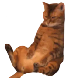 :digestion: