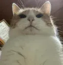 :Chat_juge: