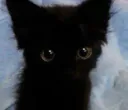 :Ptichatnwar: