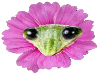 :mante_fleur: