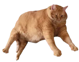 :Obesiteproblematique: