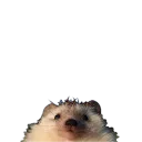 :herissontete: