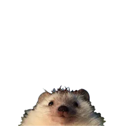 :herissontete: