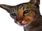 :chat_qlf: