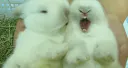 :lapincopain: