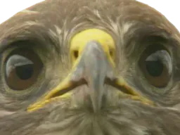 :Tagueuleputain: