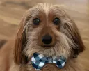 :chien_noeud_pap: