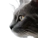 :Chat_reflexion_: