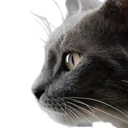 :Chat_reflexion_: