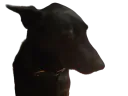 :Chien_pardon: