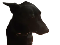 :Chien_pardon: