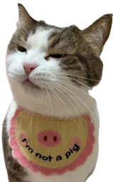 :Iamnotapig: