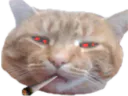 :matou_fume: