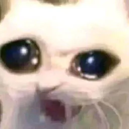 :Wtfcat: