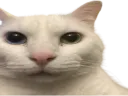 :ChatRegardMeprisant: