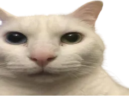 :ChatRegardMeprisant: