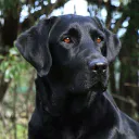 Labrador