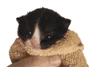 :minicat-gif: