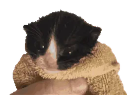 :minicat-gif: