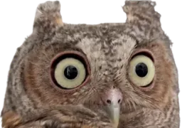 :hibouperplexe: