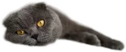 :Chat_Fatigue_: