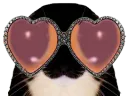 :chat_lunettes_coeur: