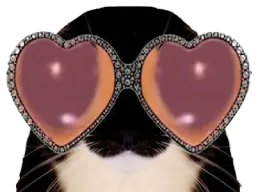 :chat_lunettes_coeur:
