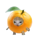 :Chat_orange: