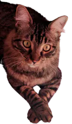 :Mon_chat: