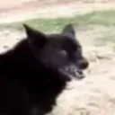 niknakk